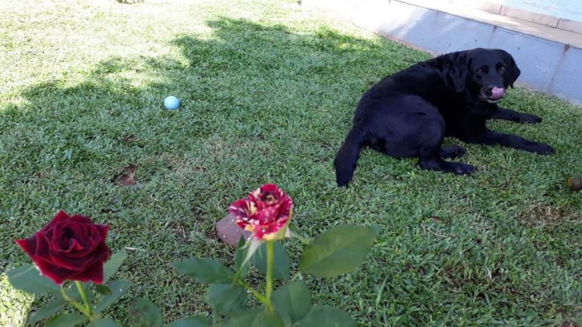 ONIX (Canino macho) Labrador C4