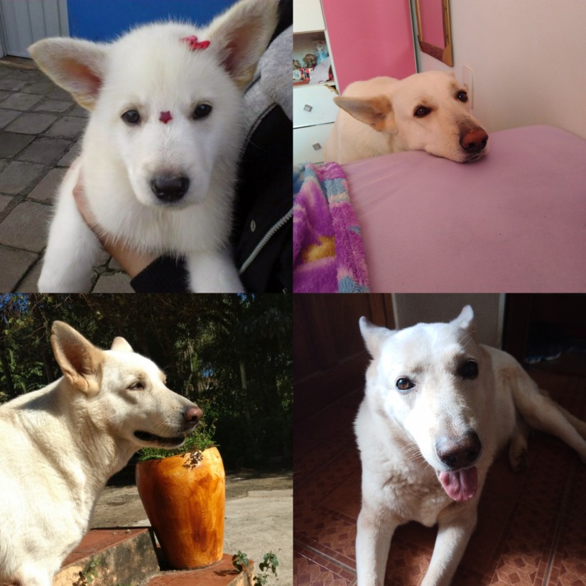 SOFI (Canino fêmea) Pastor Branco C2