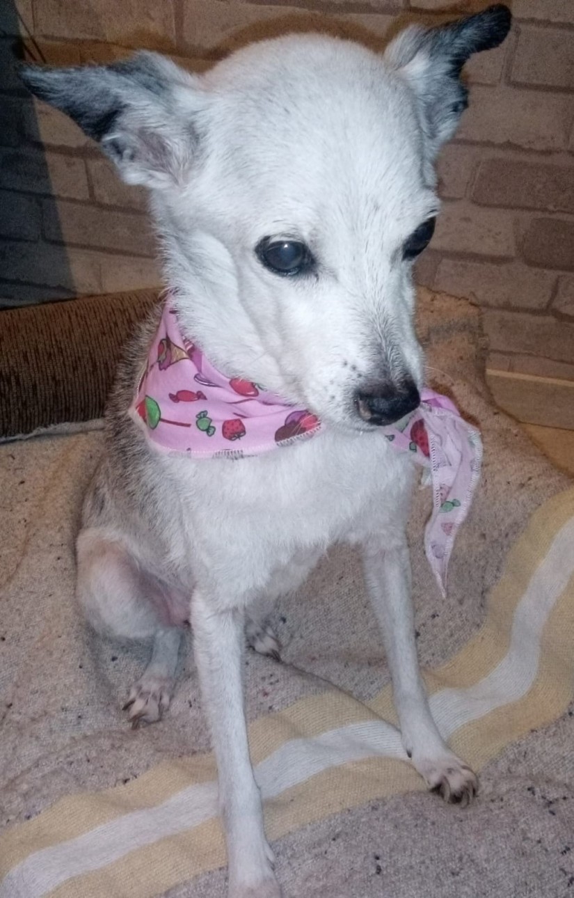 RAPOSINHA SALTON PADILHA (Canino fêmea) Srd Pp C1