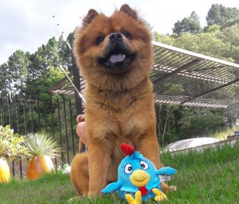 ANUBIS (Canino macho) Chow Chow C2