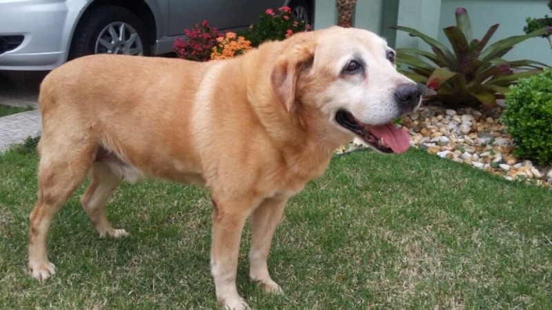 MAX (Labrador)
