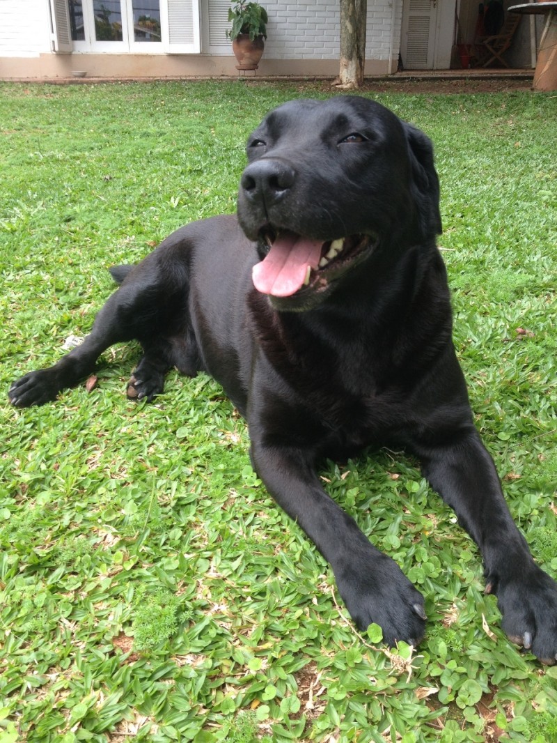 LARSEN (Canino Macho) Labrador C2