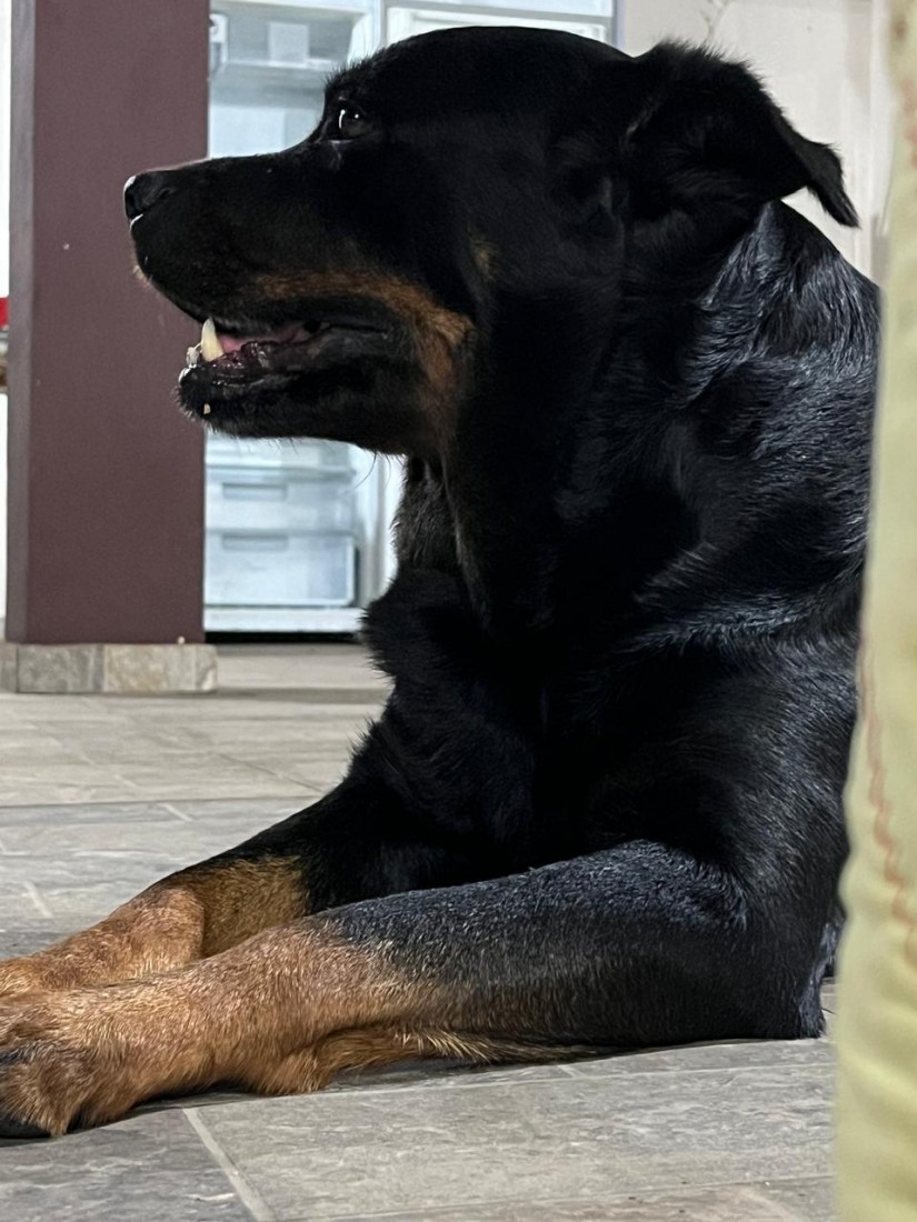 LAIKA (Canino fêmea) Rottweiler C1
