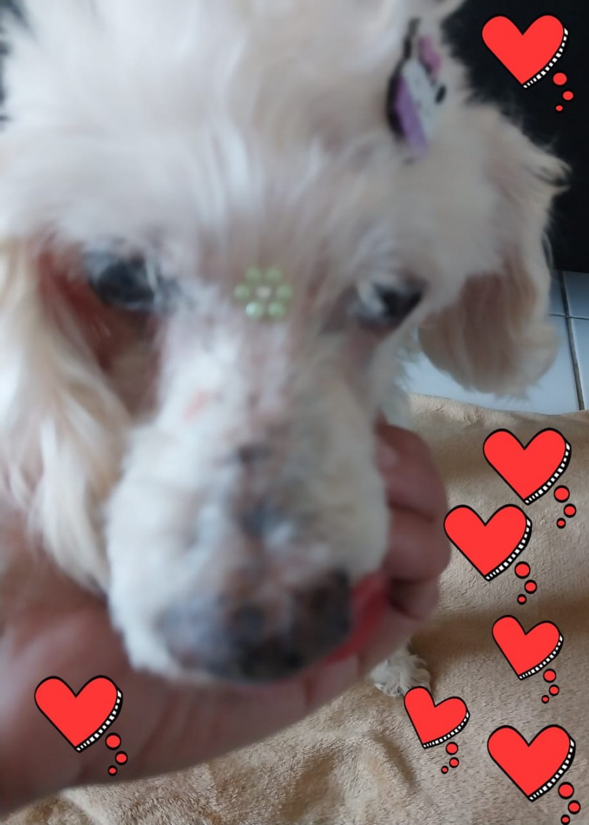 MAXI (Canino fêmea) Poodle C1