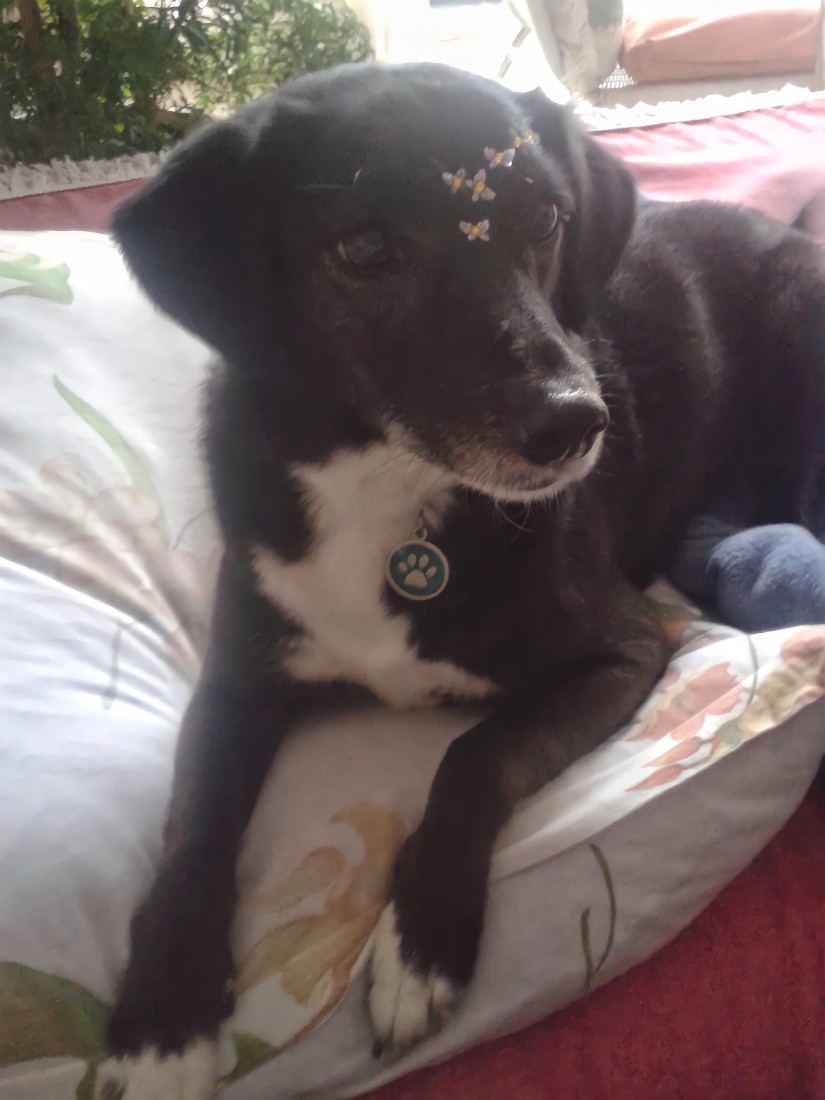 PRETA (Canino fêmea) Srd Mp C2