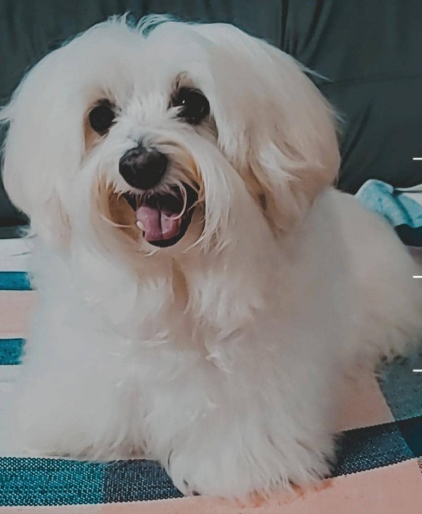 SNOW (Noli) Canino macho (Maltês) C3
