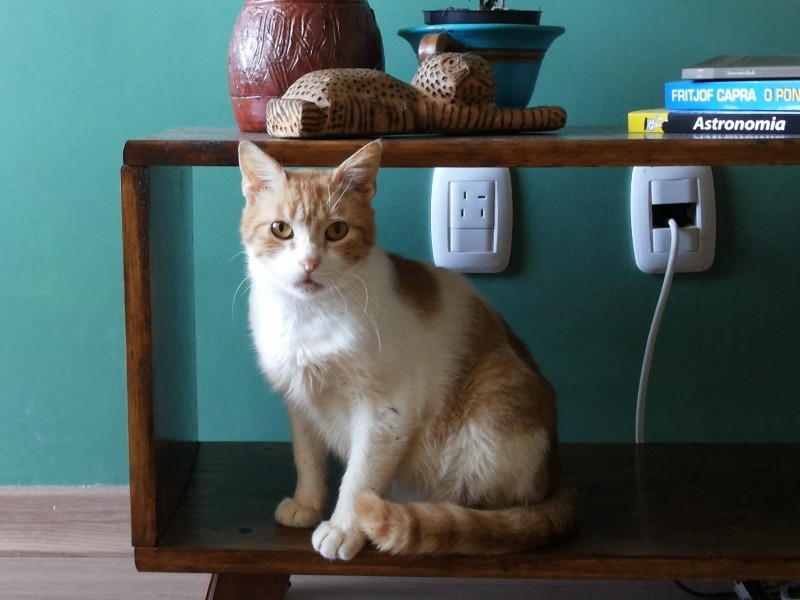 CAZUZA / Zuzi (Felino Srd)