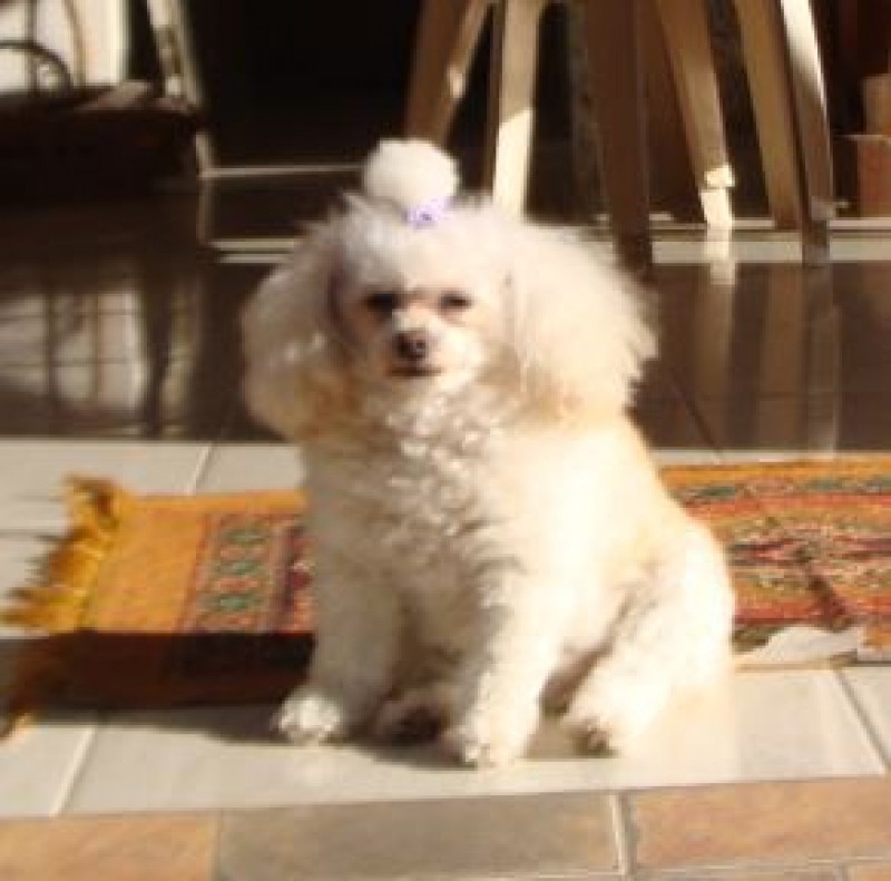 JULIE (Poodle)