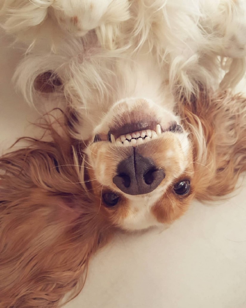 LILA (Canino fêmea) Cocker C2