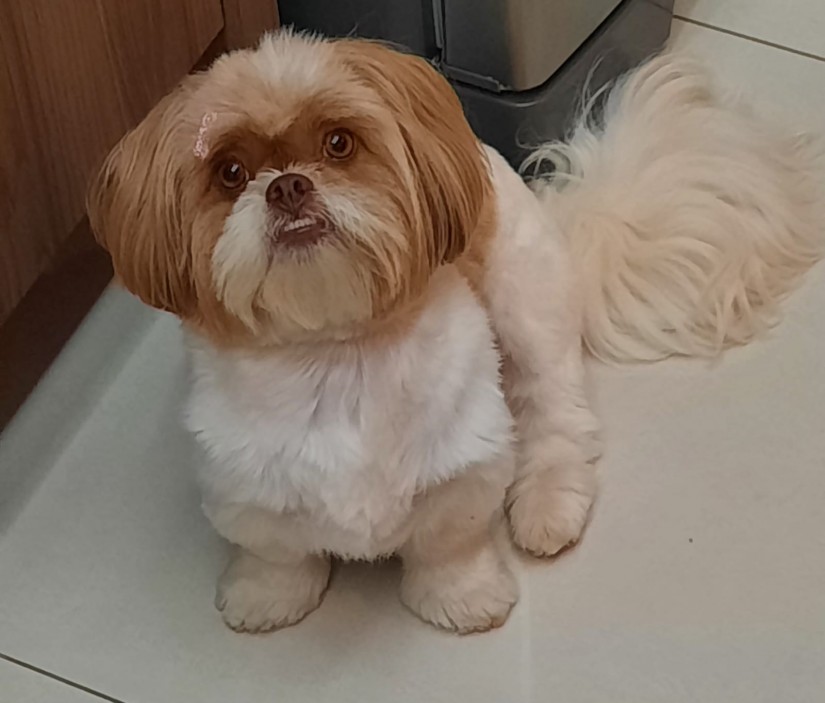 ELZA (Canino fêmea) Shih-tzu C3