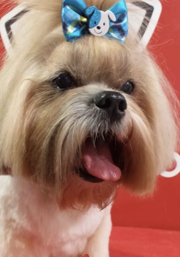 TCHUBI (Canino macho) Lhasa apso C2