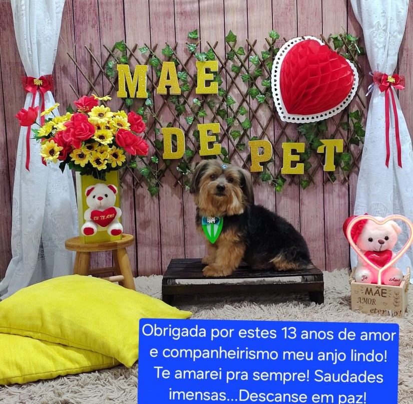VINI (Canino macho) Yorkshire Terrier C3