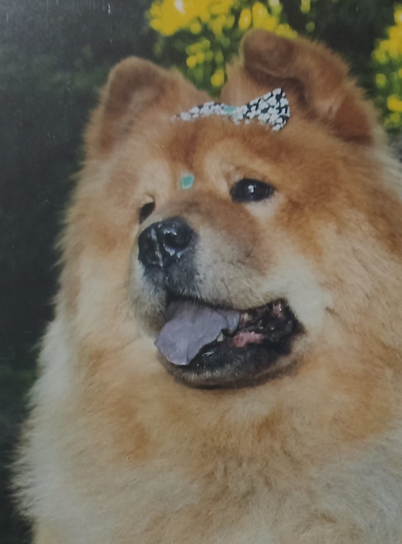 MEL (Canino fêmea) Chow-chow C2