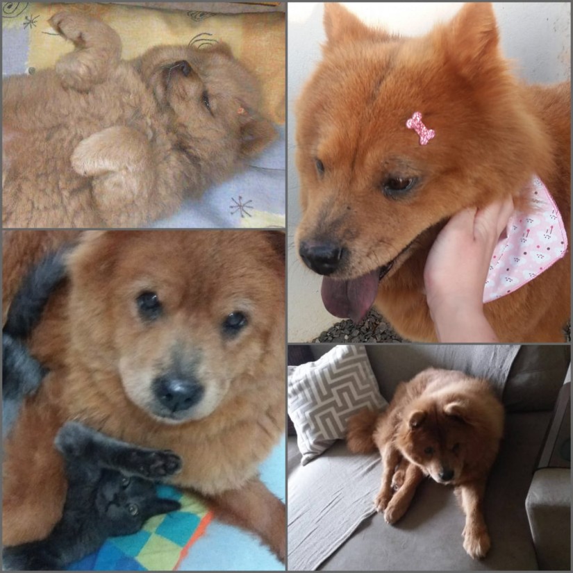 FANI (Canino fêmea) Chow Chow C4