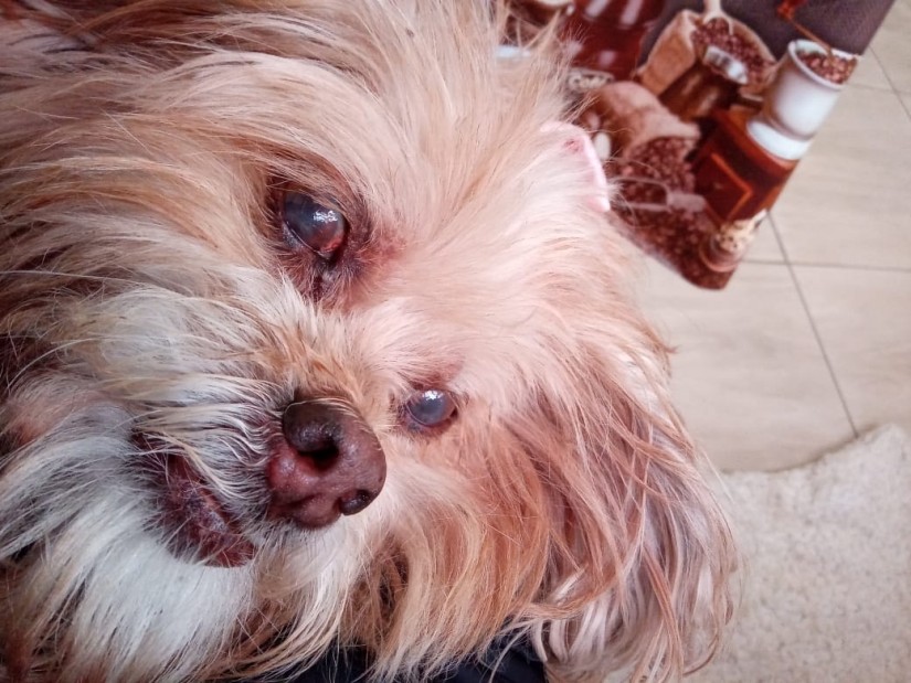 LIA (Canino fêmea) Lhasa Apso C2