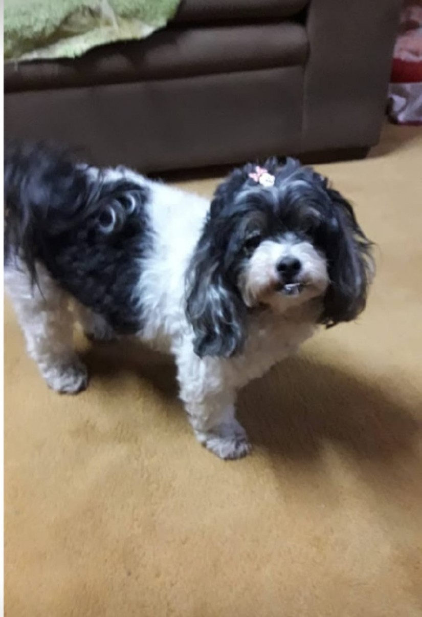 SOL (Canino fêmea) Lhasa Apso C1