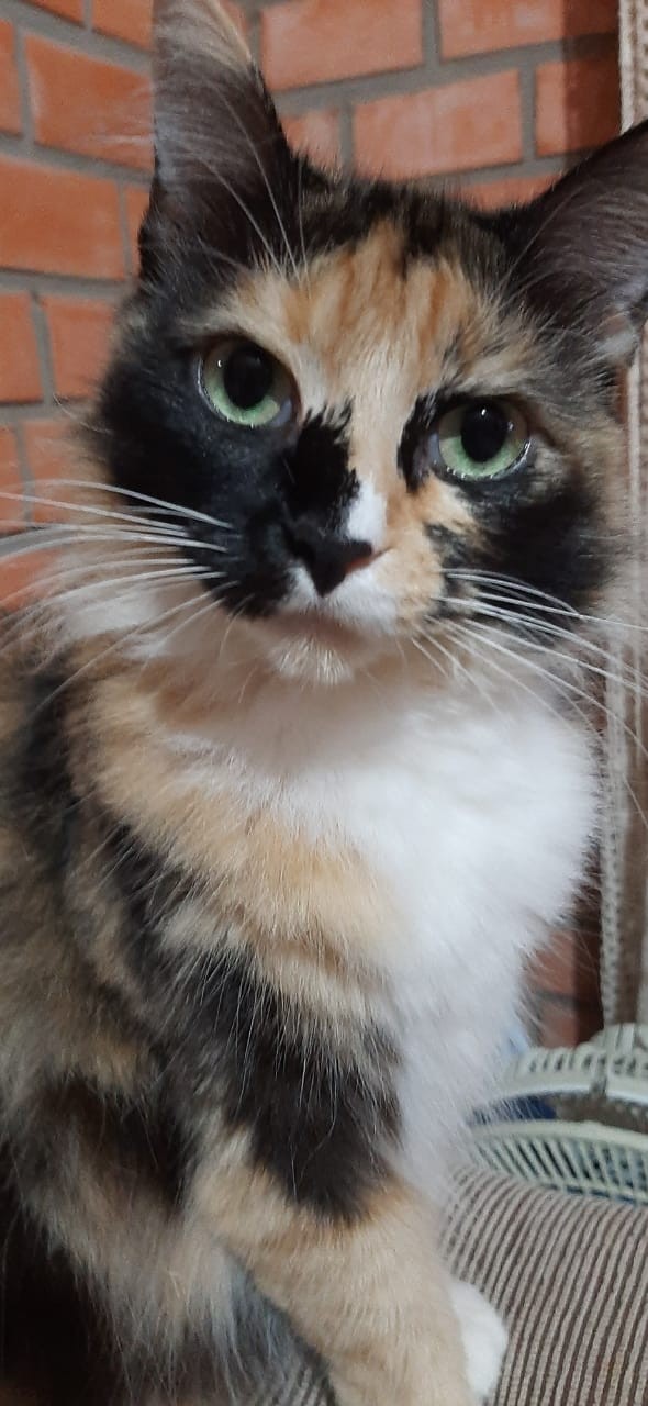 TINA/Menina (Felino fêmea) Srd C2