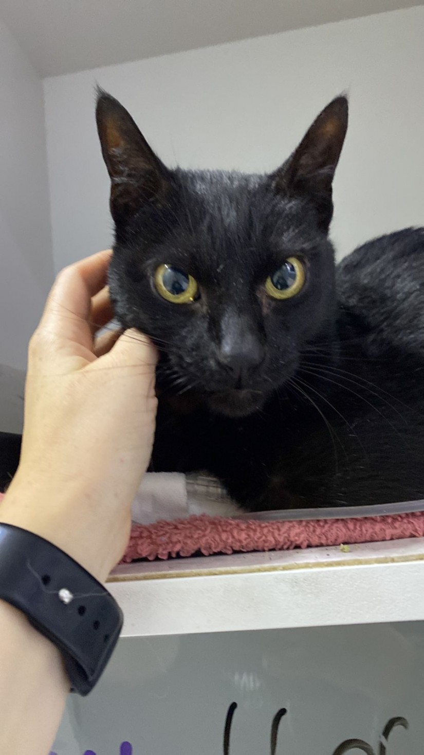 GRIZO (Felino macho) Srd C4