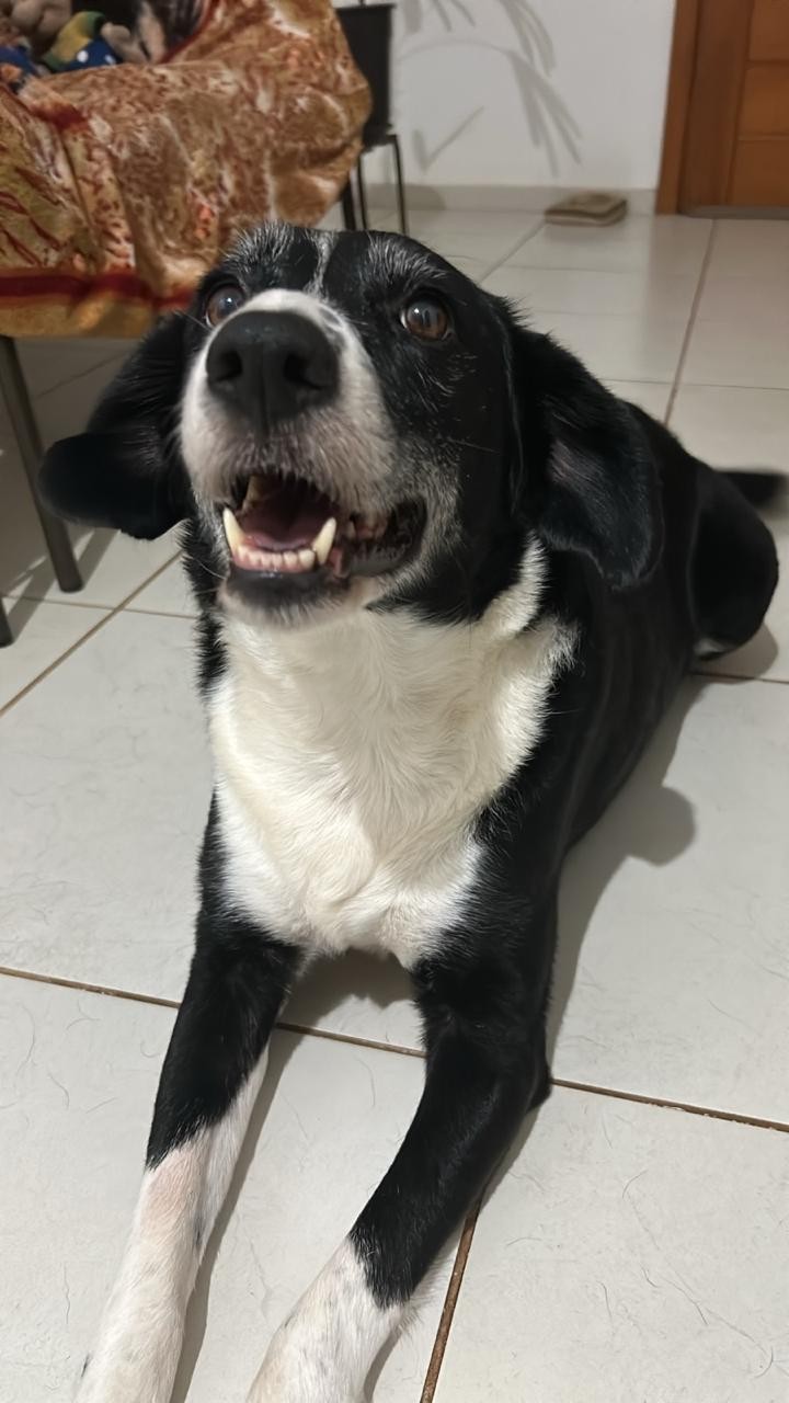 COLLIE (Canino fêmea) Srd Mp C1