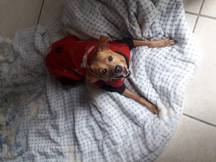 LOLA (Canino fêmea) Srd Pp C2