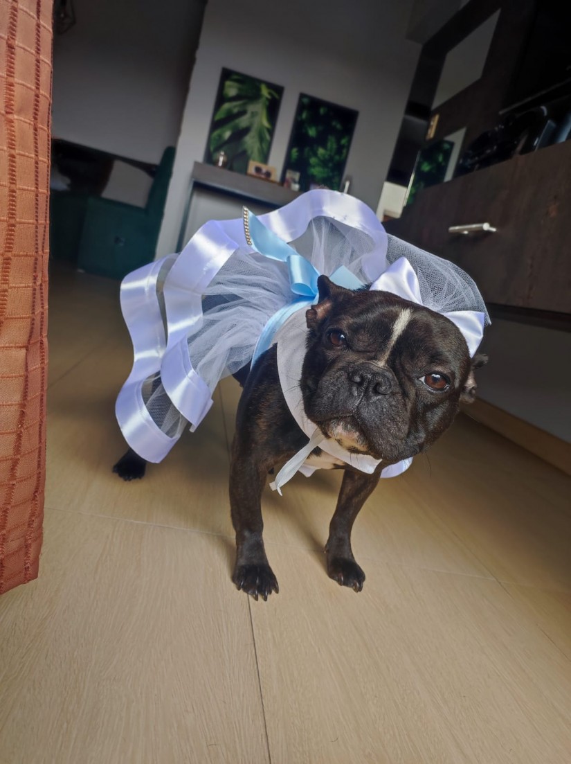 PYETRA YASMINE BÜÜR (Canino fêmea) Bulldog Francês C3