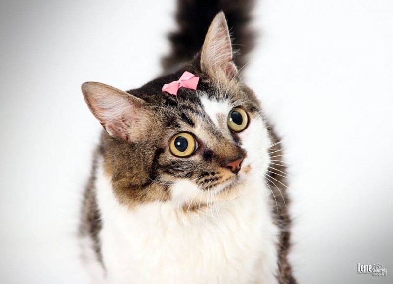 MEG (Felina Srd)