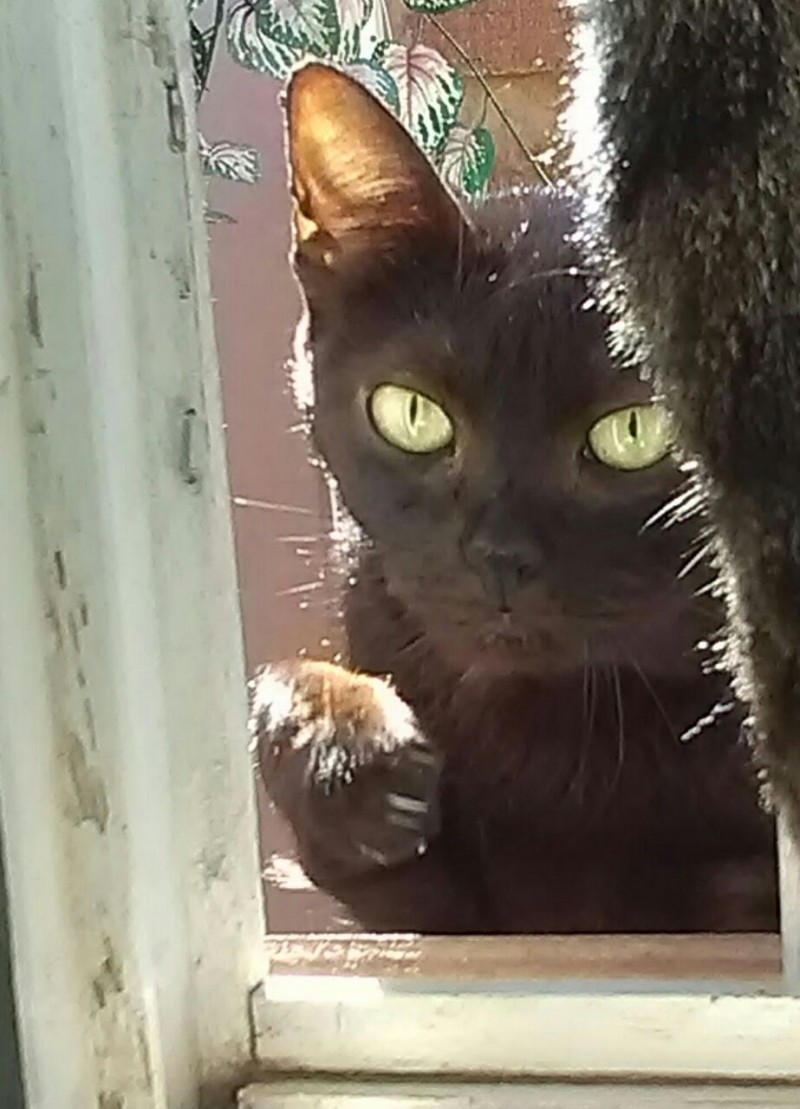 PRETINHA (Felino) Srd