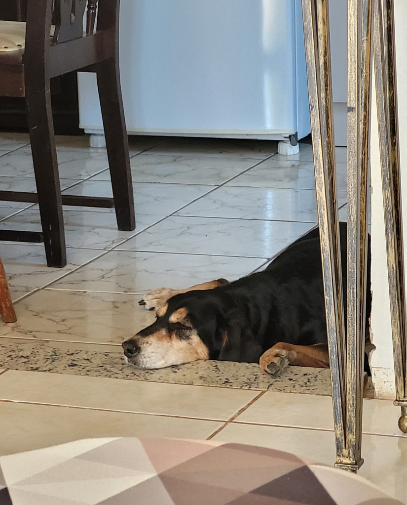 LAIKA (Canino fêmea) Srd Mp C2