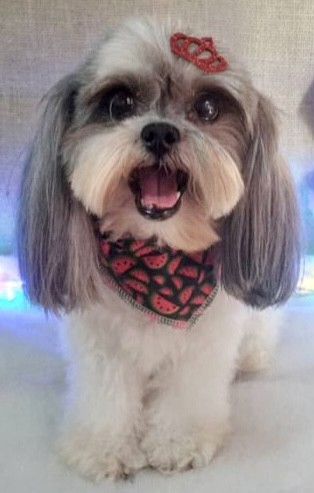 MEGH (Canino fêmea) Lhasa Apso C2