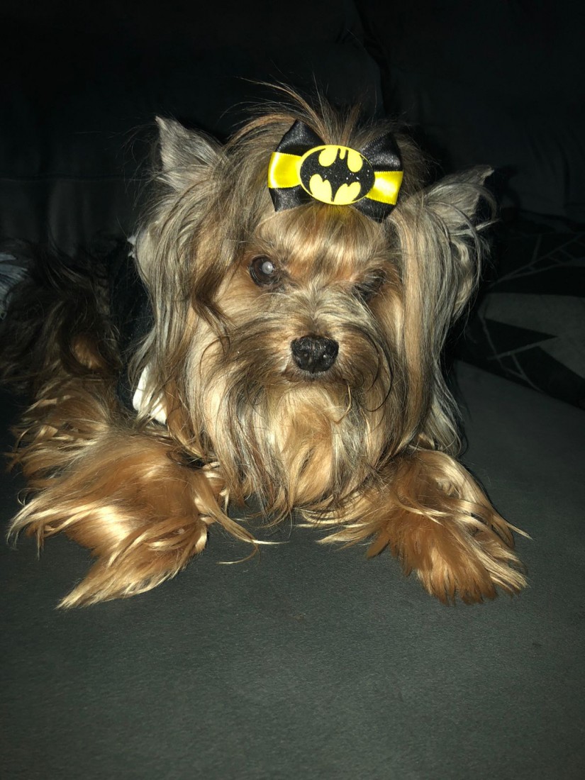 CAPITÃO JACK SPARROW JAEGER (Jack) Canino macho Yorkhire Terrier C2