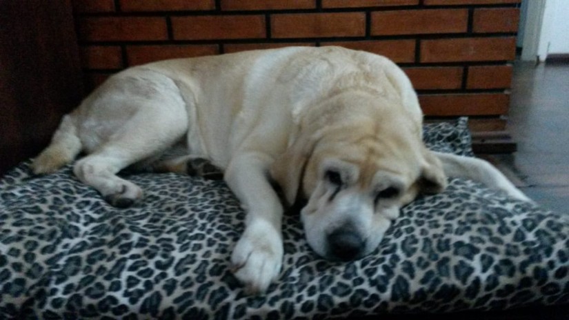 MIUCHA (Canino fêmea) Retriever do Labrador C3