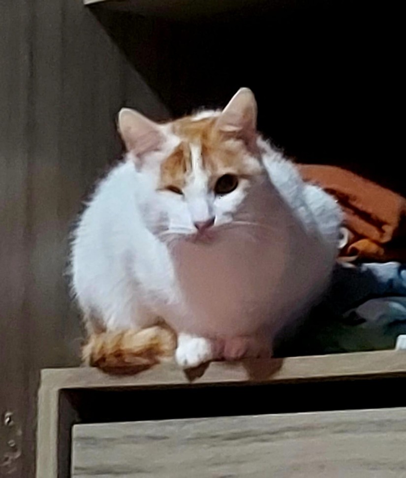 PITOCO (Felino macho) Srd C2