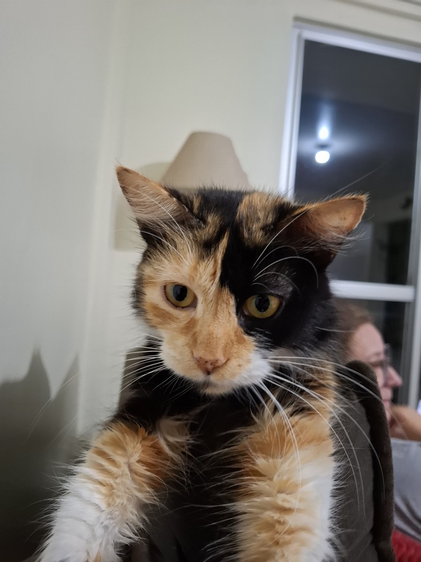 PANDORA (Felino fêmea) Srd C4