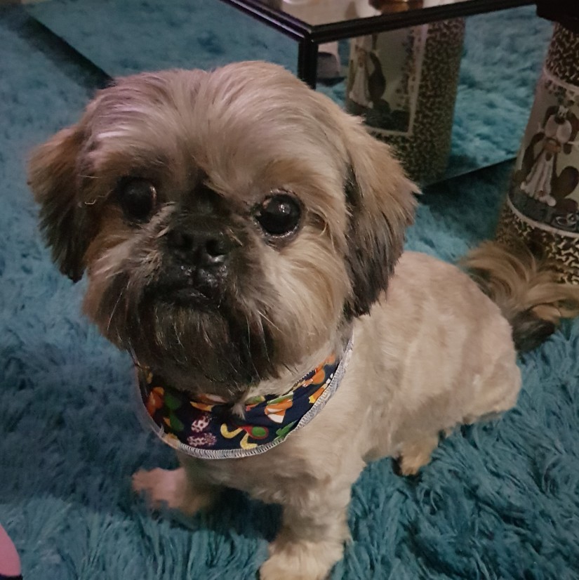 THEODORO/Théo (Canino macho) Shih-tzu C3