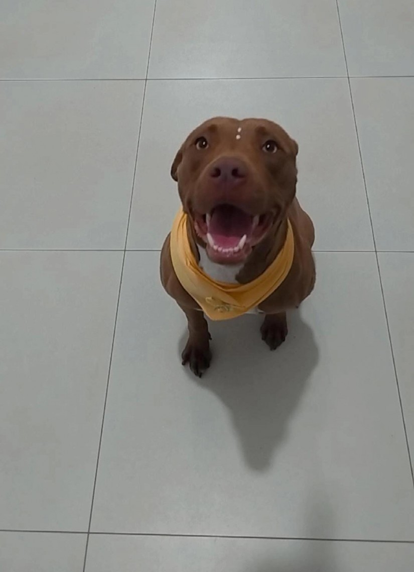 FIONA (Canino fêmea) Pitbull C2