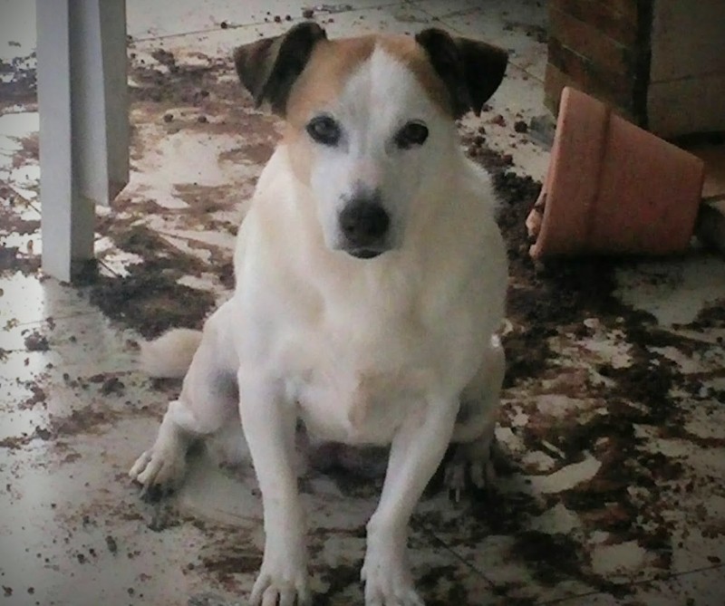 ZICA (Canino) Srd Mp