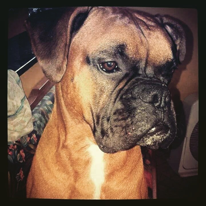 URSO (Canino macho)  Boxer C2