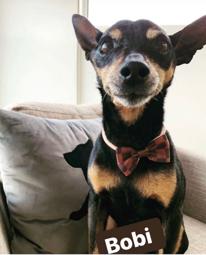 BOBI (Canino macho) Pinscher C4
