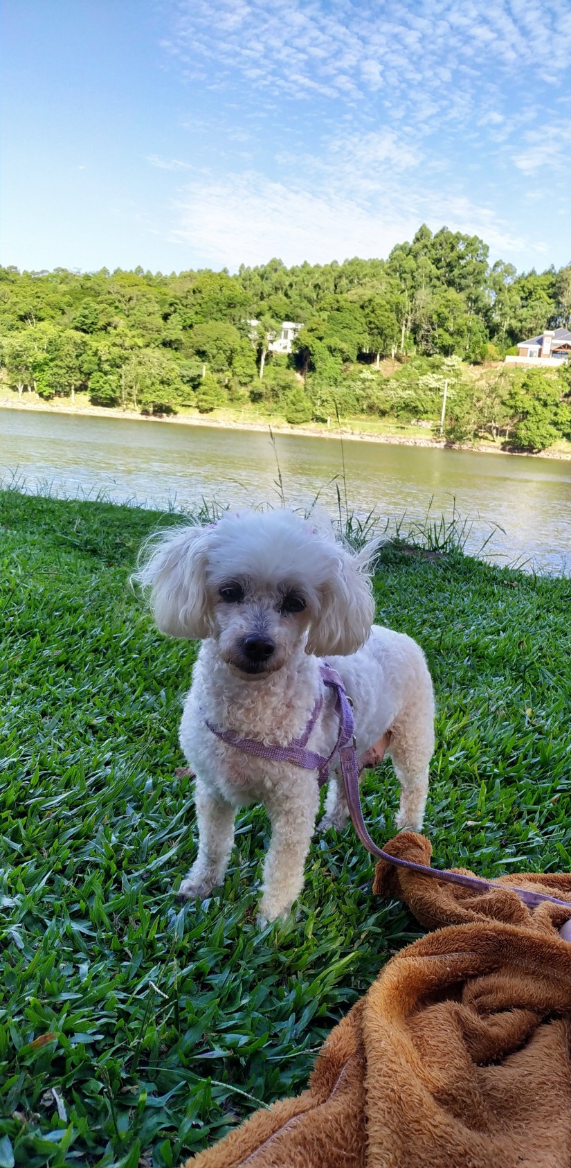 LUNA (Canino fêmea) Poodle C3