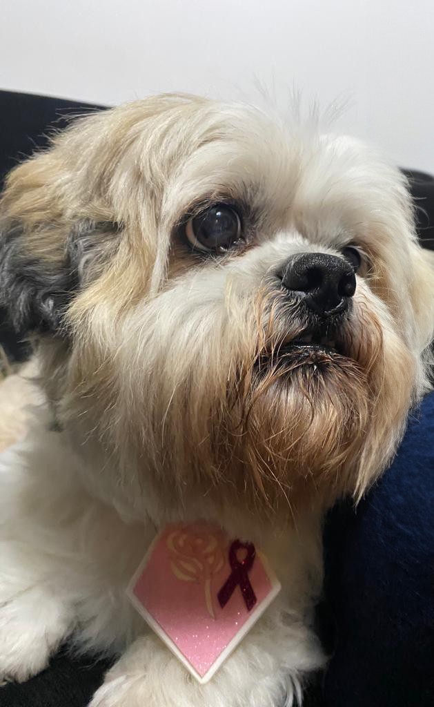 ERNESTO (Canino macho) Shih Tzu C2