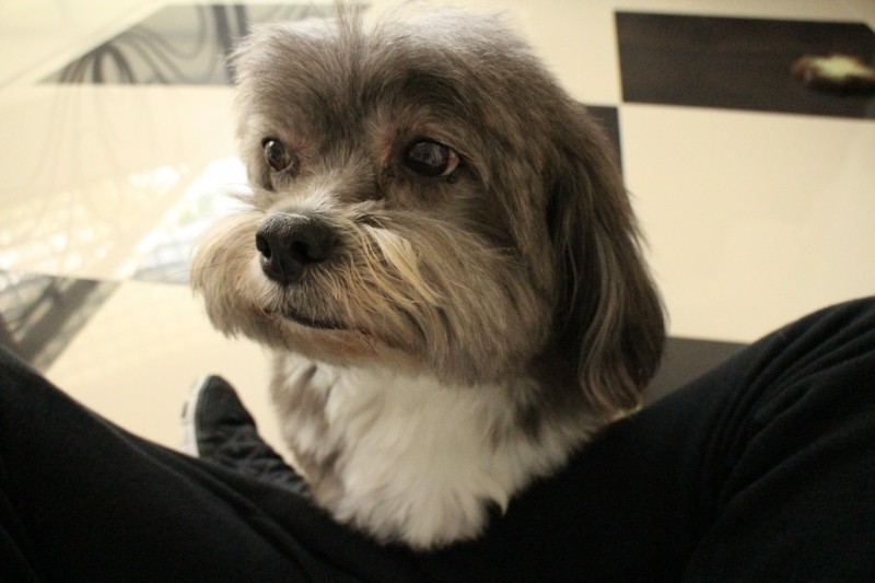 MEL DOS CÃES DE SALAMANCA (Lhasa Apso)