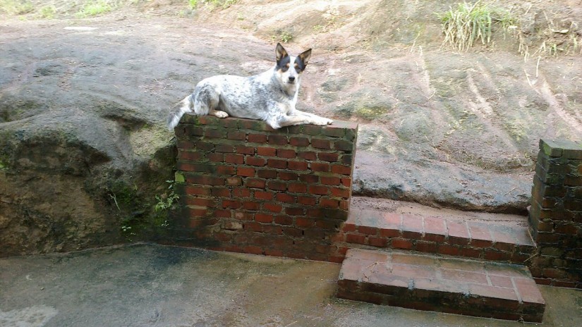 THOR (Canino macho) Australian Cattle Dog C1