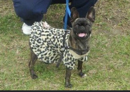 LUNA (Canino fêmea) Bulldog Francês C4