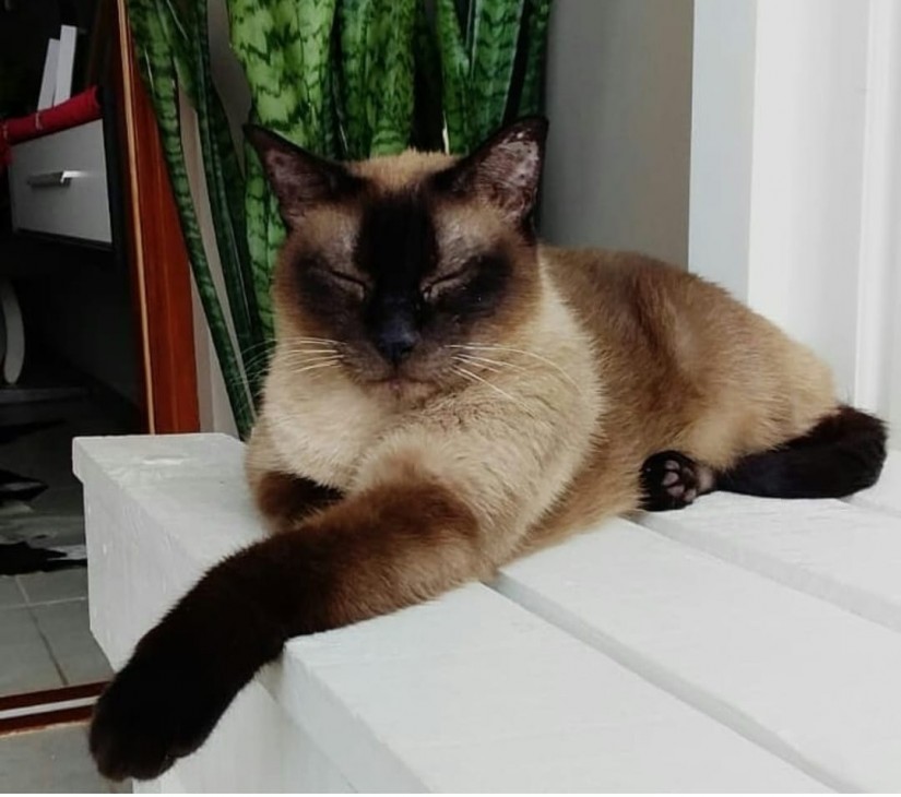 MIGUEL (Felino macho) Siamês C4