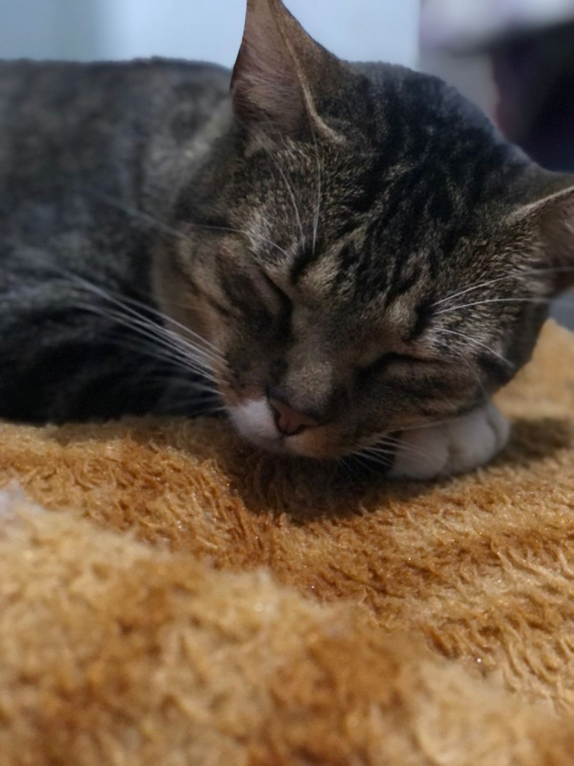 NOAH (Felino macho) Srd C4