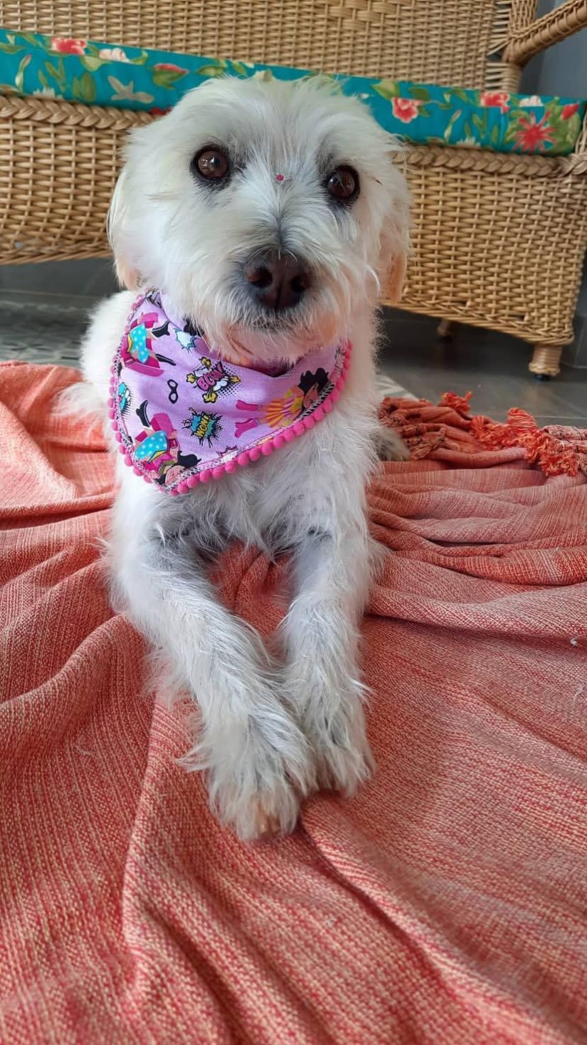 LASSIE (Canino fêmea) Srd Pp Cremada