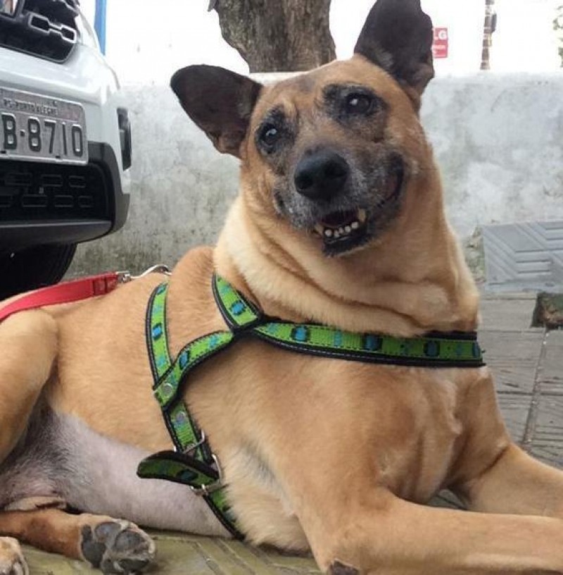 ESKUBY (Canino macho) Srd C2