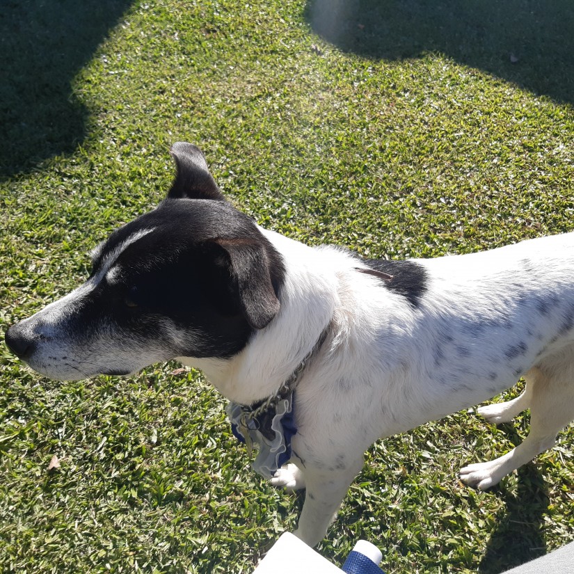 LILICA (Canino fêmea) Srd Mp C2