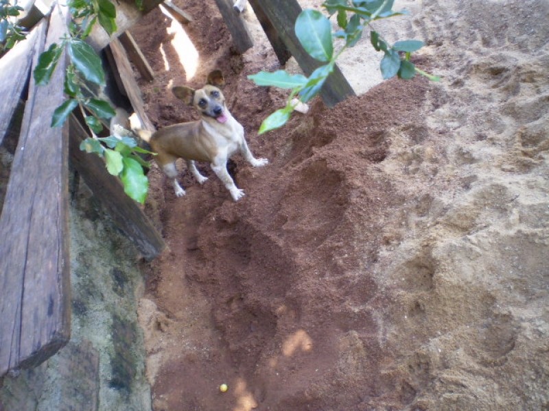 LILICA (Fox / Linguicinha)