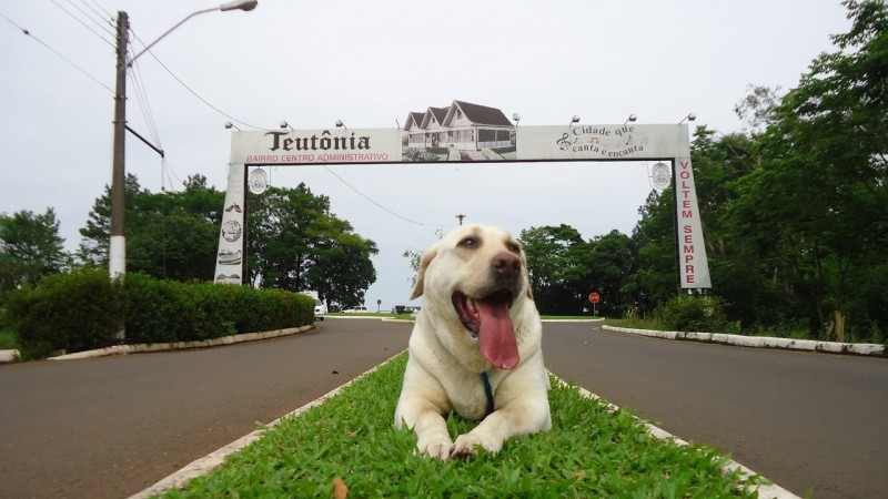 BELA ( Canino) Labrador